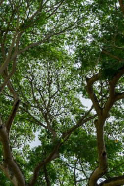 Uçan tilkiler ve yarasalar ağaçlardan sarkan yarasalar, Batman. Botanik bahçesi, Kandy, Sri Lanka