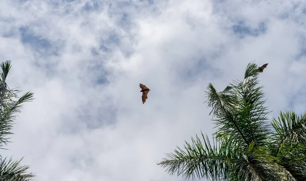 Изолированный Гигантский Индийский Летающий Лис Большая Летучая Мышь Лету Pteropus — стоковое фото