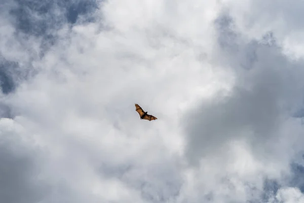 Изолированный Гигантский Индийский Летающий Лис Большая Летучая Мышь Лету Pteropus — стоковое фото