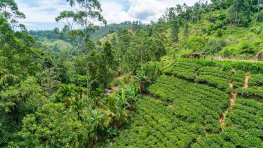 Ella, Sri Lanka yakınlarındaki dokuz kemer köprüsünden görüntüyü al. Her yer orman ve çay tarlası..