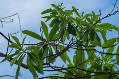 Doğadaki ağaçta tünemiş vahşi tropikal kuşa yaklaş, Sri Lanka