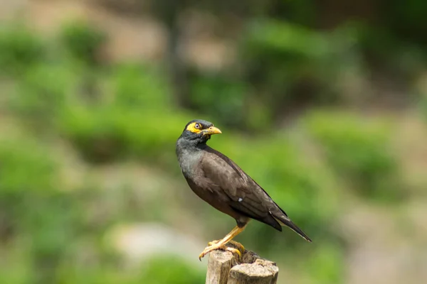 Uccello Nero Con Becco Giallo Piedi Una Recinzione Sfondo Sfocato — Foto Stock