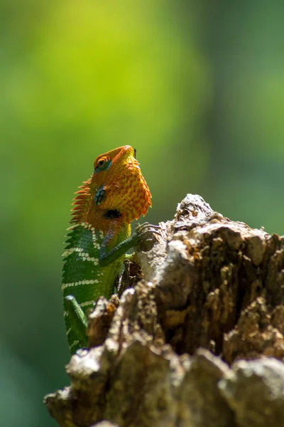 在一棵树上的一个孤立的橙色和绿色蜥蜴的特写 Ella Sri Lanka 美丽的绿色波克 背景光明亮 — 图库照片