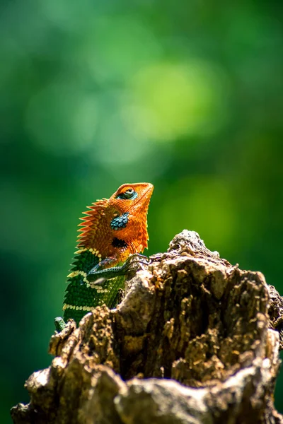 在一棵树上的一个孤立的橙色和绿色蜥蜴的特写 Ella Sri Lanka 美丽的绿色波克 背景光明亮 — 图库照片