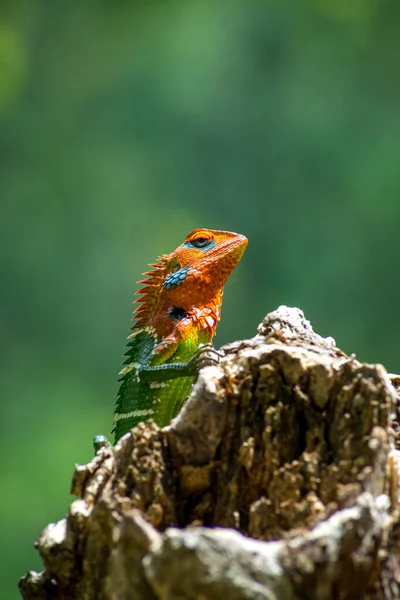 在树桩上的一个孤立的橙色和绿色蜥蜴的特写 Ella Sri Lanka 背景中朦胧的丛林 — 图库照片