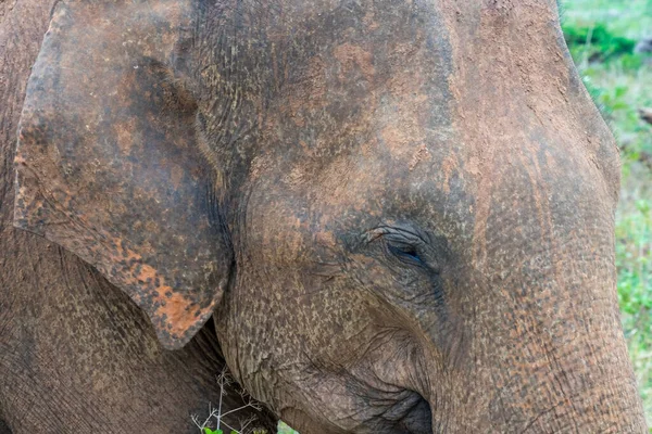 Close Asian Elephant Head Elephas Maximus Sri Lanka — Stock Photo, Image