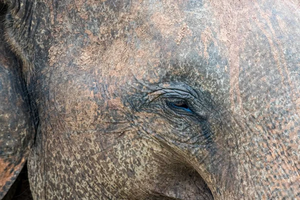 Primer Plano Ojo Elefante Asiático Elephas Maximus Sri Lanka — Foto de Stock