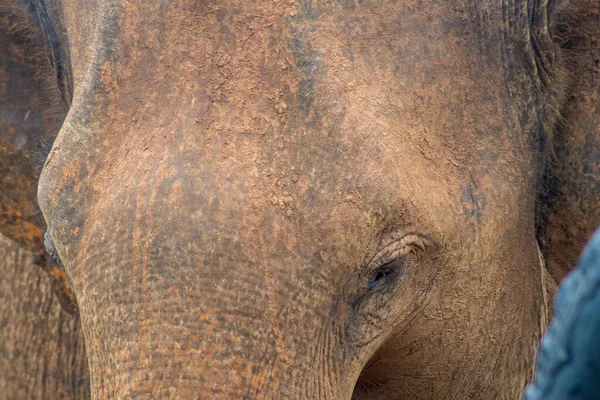 Close Asian Elephant Head Elephas Maximus Sri Lanka — Stock Photo, Image