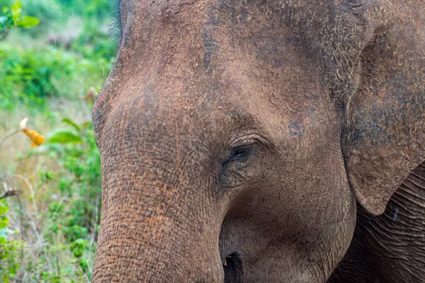 Крупный План Головы Азиатского Слона Elephas Maximus Шри Ланка — стоковое фото