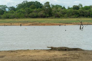 Timsah Udawalawa Ulusal Parkı 'ndaki gölde dinleniyor, Sri Lanka