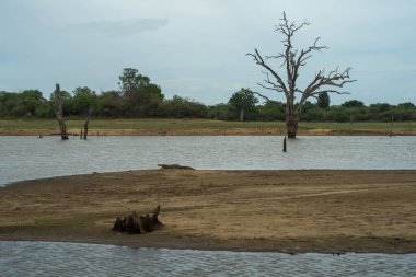 Timsah Udawalawa Ulusal Parkı 'ndaki gölde dinleniyor, Sri Lanka