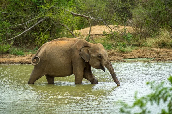 Baby Elephant River Udawalawe National Park Sri Lanka — Stock Photo, Image