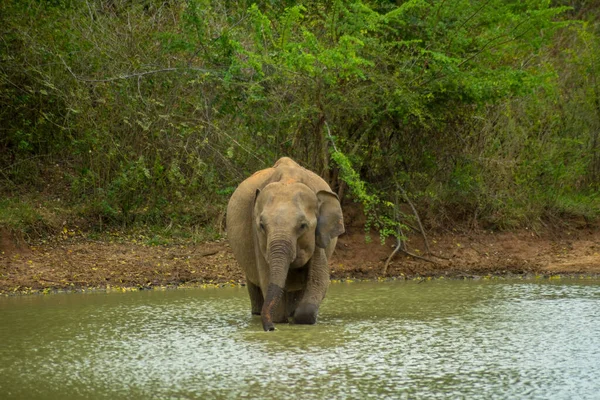 Детский Слоненок Реке Национальный Парк Удавалаве Шри Ланка — стоковое фото