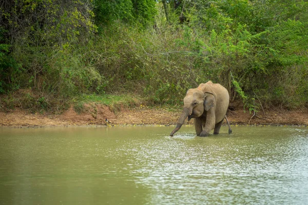 Baby Elephant River Udawalawe National Park Sri Lanka — Stock Photo, Image
