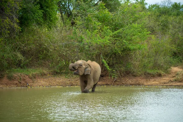 Baby Elephant River Udawalawe National Park Sri Lanka — Stock Photo, Image