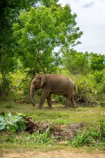 Elephant Jungle Udawalawe National Park Sri Lanka Portrait Format — Stock Photo, Image