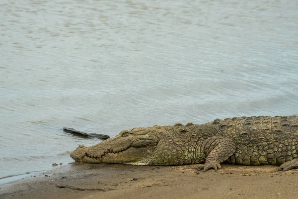 Gros Plan Crocodile Bord Lac Dans Parc National Udawalawa Sri — Photo