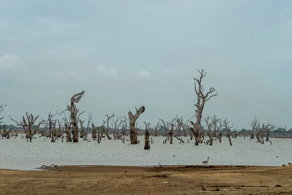 Wild Birds Sand Dead Trees Lake Udawalawa National Park Cloudy — Stock Photo, Image