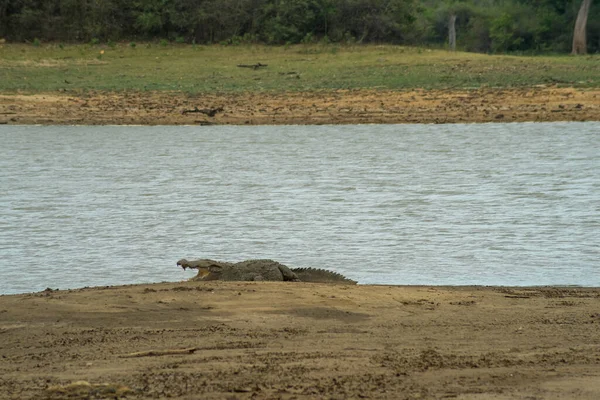 Crocodilo Descansando Lago Parque Nacional Udawalawa Sri Lanka — Fotografia de Stock