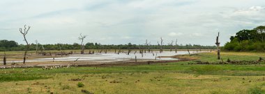 Marabutlar, kumdaki vahşi kuşlar, göldeki ölü ağaçlar, Udawalawa ulusal parkı. Panoramik biçim