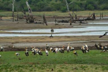 Marabutlar, çimenlerin üzerinde vahşi kuşlar, gölde ölü ağaçlar, Udawalawa Milli Parkı..