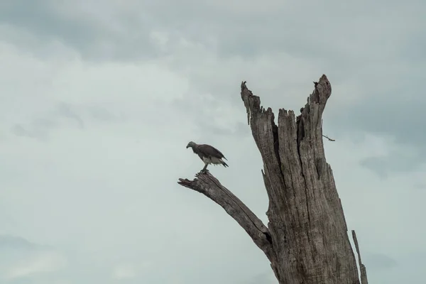 死んだ木の上に孤立したワシ 曇った空 スリランカウダワラワ国立公園 — ストック写真