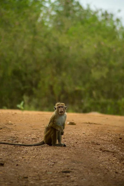 Scimmia Isolata Macaco Smorfia Nella Giungla Parco Nazionale Udawalawa Sri — Foto Stock