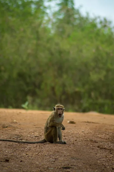 Vereinzelte Affenfratzen Makaken Dschungel Udawalawa Nationalpark Sri Lanka Porträtformat — Stockfoto