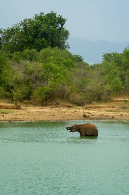 Orman gölünde banyo yapan genç bir fil. Ulusal doğa parkındaki orman çalıları Udawalawe, Sri Lanka