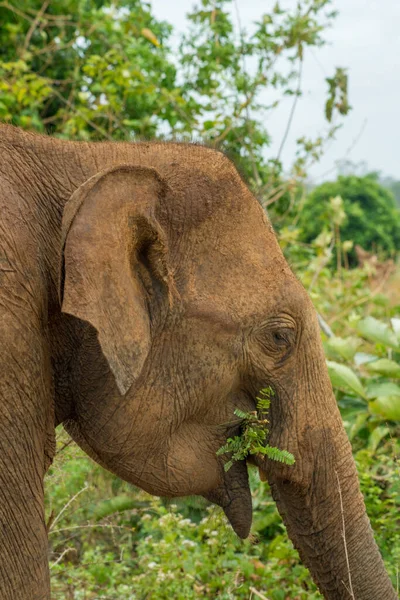 Close Asian Elephant Eating Jungle Forest Bushes National Nature Park — Stock Photo, Image