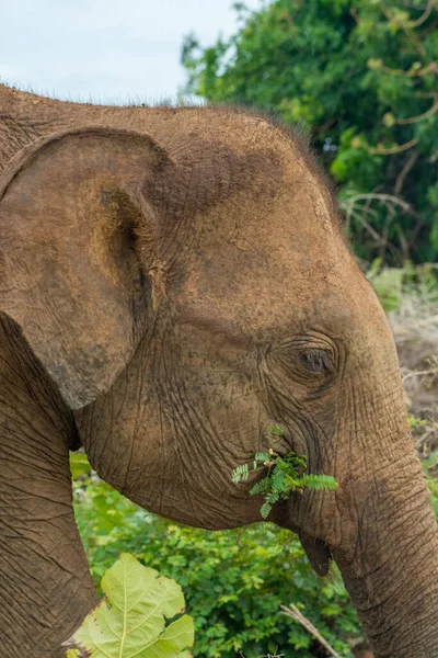 Крупный План Азиатского Слона Поедающего Джунглях Лесные Кусты Национальном Природном — стоковое фото