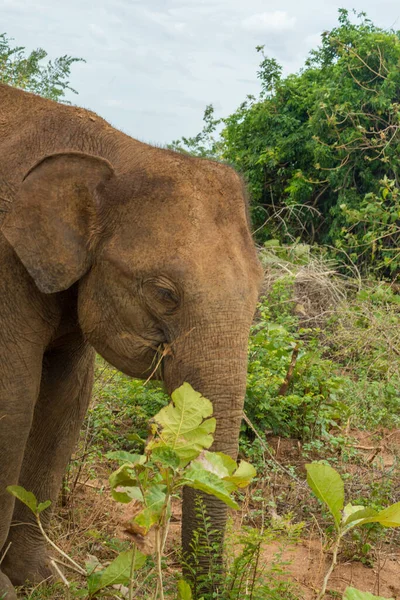 Close Asian Elephant Eating Jungle Forest Bushes National Nature Park — Stock Photo, Image