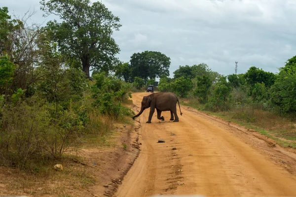 elephant in the wild, crossing the trail in the jungle. udawalawe national park, Sri Lanka