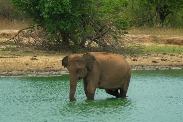 Young Elephant Having Bath Jungle Lake Forest Bushes National Nature — Stock Photo, Image