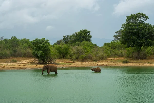 Eléphants Dans Lac Udawalawe Sri Lanka Mère Éléphant Son Fils — Photo