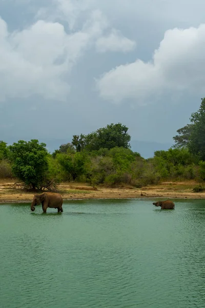 Слоны Озере Удавалаве Шри Ланка Мать Слон Сын Купаются Джунглях — стоковое фото
