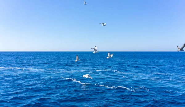 Scenic View Seagulls Aegean Sea Blue Sky Santorini Cyclades Greece — Stock Photo, Image