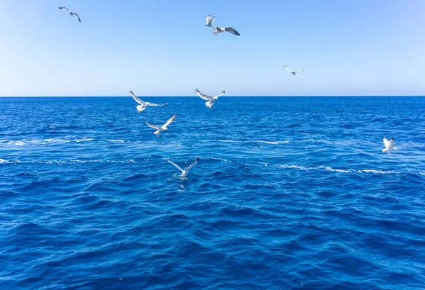 Mavi gökyüzüne karşı Ege Denizi üzerindeki martıların manzarası. Santorini, Cyclades, Yunanistan.