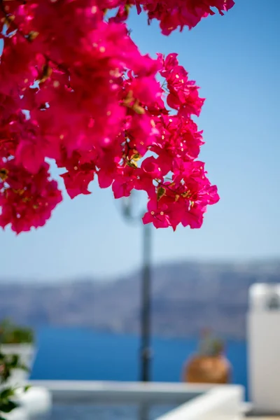 Zbliżenie Tętniącego Życiem Kwiatu Bugenwilli Caldera Santorini Tle — Zdjęcie stockowe