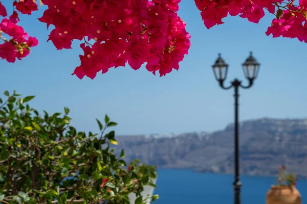 Piękny Kwiat Bougainvillea Niesamowitymi Kolorami Wyspie Santorini Greckiej Głębokim Błękitnym — Zdjęcie stockowe