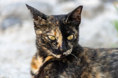 Sarı gözlü, altın ve siyah bir kedinin taş zeminde uzanması.