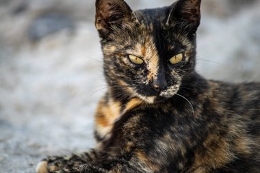 Sarı gözlü, altın ve siyah bir kedinin taş zeminde uzanması.