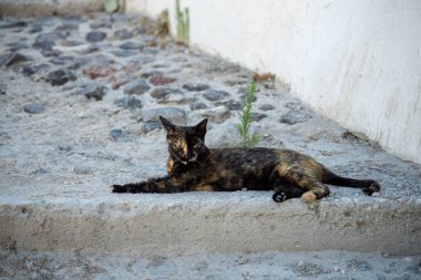 Taş zeminde yatan sarı gözlü altın ve siyah kedi.