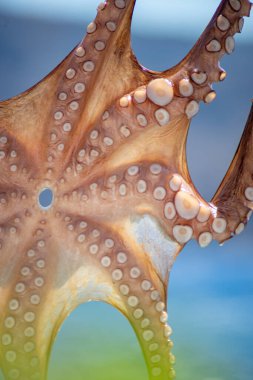 Resimli balıkçı limanı ve Ammoudi Körfezi 'nde güneşten kurumak için asılı duran ahtapotun yakın çekimi. İkonik ve ünlü Oia köyü, Santorini Adası, Cyclades.