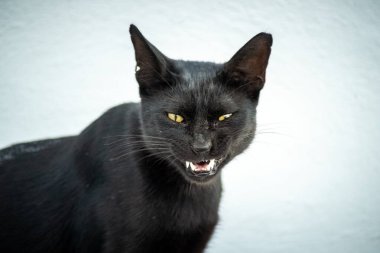 Beyaz arka planda yatan sarı gözlü siyah bir kedinin yakın çekimi. Öfkeli ve sivri dişlerini gösteriyor.