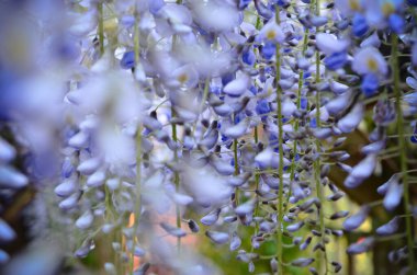Bahçedeki Wistria 'nın içinden geçerek.