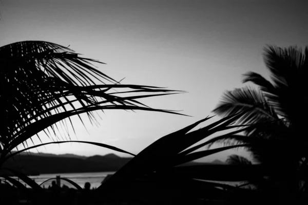 Palme Tramonto Gran Caneria — Foto Stock