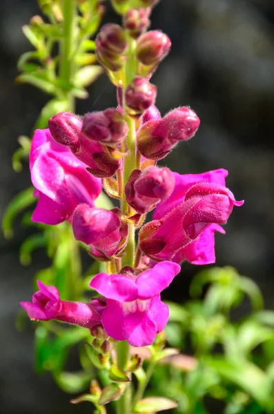 Soft Pink Flower Blooming Garden Sunlight Hits Petals — Stock Photo, Image