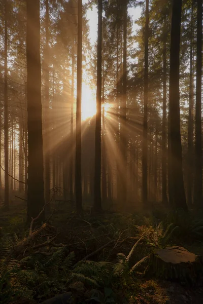 Sun Light Peaking Trees Forest — Stock Photo, Image