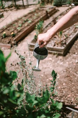 Sulama kabından bitki sulama, şehir bahçesi. Bahçe aletleri kapatın..